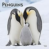 Penguins 2020 12 x 12 Inch Monthly Square Wall Calendar, Wildlife Zoo Animals Penguin (English, Fren by 