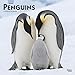 Penguins 2020 12 x 12 Inch Monthly Square Wall Calendar, Wildlife Zoo Animals Penguin (English, Fren by 