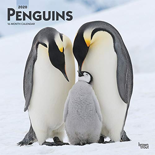 Penguins 2020 12 x 12 Inch Monthly Square Wall Calendar, Wildlife Zoo Animals Penguin (English, Fren by 
