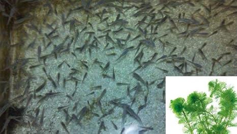 Amazon Com 10 Live Mosquito Fish Koi Pond Aquarium Feeder Fish
