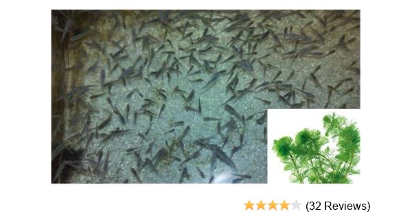 Amazon Com 10 Live Mosquito Fish Koi Pond Aquarium Feeder Fish