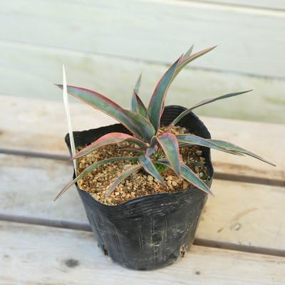 Amazon 観葉植物 ユッカ グロリオサ バリエガータ ポット苗 観葉植物 オンライン通販