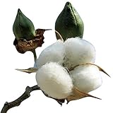 Cotton Plant Seeds - GOSS. HIRSUTUM - 20 Seeds