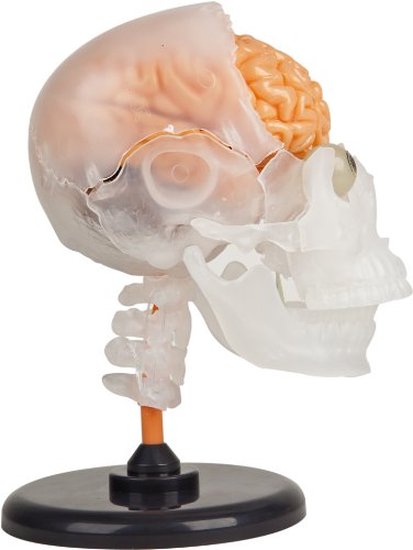 SmartLab Toys The Amazing Squishy Brain