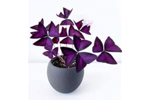 CZ GRAIN Oxalis Triangularis Bulbs - Purple Shamrock Bulbs - Good Luck Plant - Fast Growing Year Round Color Indoors or Outdoors - Oxalis Shamrock Bulbs - Ships from Iowa, Made in USA (10 Bulbs)