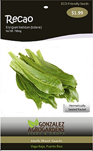 Recao (Eryngium Foetidum), Culantro +300 Seeds Recao (Eryngium Foetidum), Culantro +300 Seeds