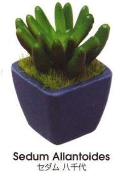 Amazon コロコレ デスクトップガーデン 多肉植物 4 3 セダム 八千代 単品 カプセル玩具 おもちゃ