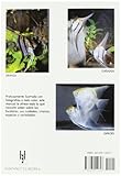 Image de Escalares / Angelfish: Cuidados, Crianza, Especies Y Variedades/ Keeping and Breeding Them in Captivity (Animales De Compania / Companion Animals) (Sp