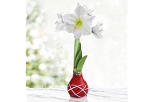 WILLARD & MAY Red Picasso Base Waxed Intokazi Amaryllis Flower Bulb with Stand | Real Blooming Indoor Flowers | No Water Needed