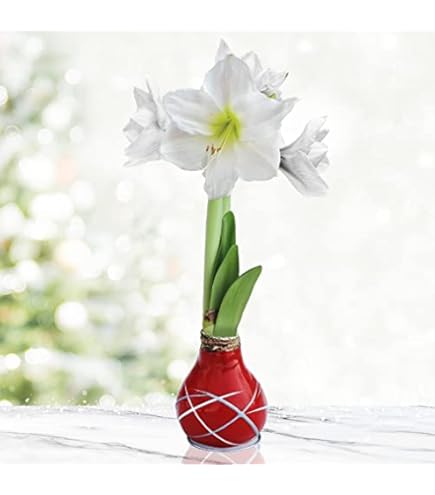 Amazon.com : Star Light Intokazi Waxed Amaryllis Double Flower