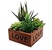 Quality Inspired Artificial Succulent Plants, Fake Succulent Plants for Home, Office or Shelf Decoration. These Artificial Plants Come in a Decorative Box, Great Gift idea.