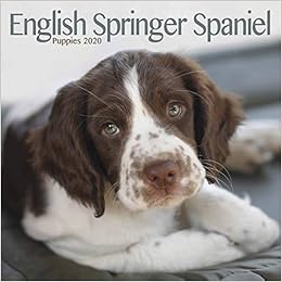 English Springer Spaniel Puppies Mini Square Wall Calendar 2 Amazon Fr Livres