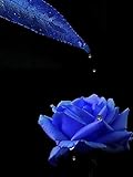 Blues Blue Rose Bush 20 Seeds~rare