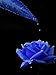 Blues Blue Rose Bush 20 Seeds~rare primary