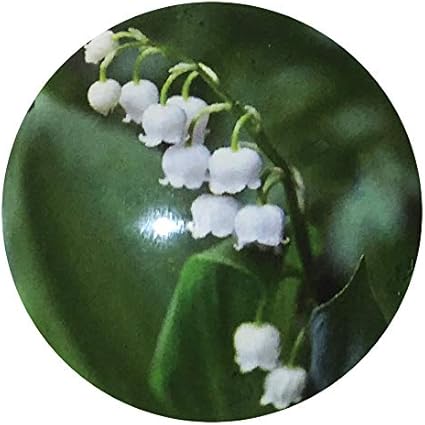 Amazon マグネット フラワー 花 マグネット 鈴蘭 スズラン １ 凛 りん ホーム キッチン 通販