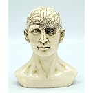 Fantasy Gifts Phrenology Human Head Skull Bust Sculpture Figurine Psychology Science Décor New