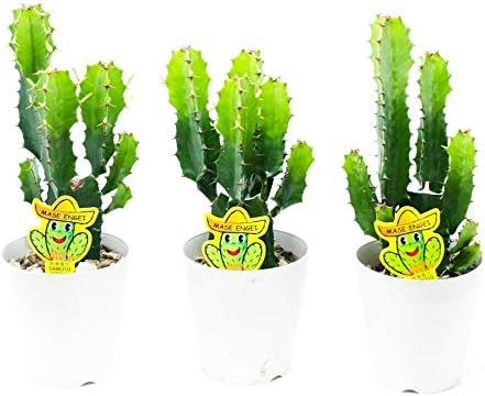 Amazon 観葉植物 サボテン 大雲閣 ラッピングしてお届け 鉢花 鉢植え フラワーギフト カクタス インテリアグリーン インドアグリーン 父の日 サマーギフト 開店祝い 新築祝い 誕生日祝い Primeお急ぎ便 4寸鉢 3鉢セット 観葉植物 オンライン通販