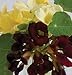 David's Garden Seeds Flower Nasturtium Night and Day D1839HYT (Multi Color) 25 Open Pollinated Seeds