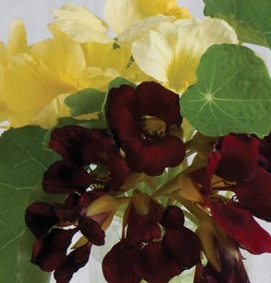 David's Garden Seeds Flower Nasturtium Night and Day D1839HYT (Multi Color) 25 Open Pollinated Seeds David's Garden Seeds Flower Nasturtium Night and Day D1839HYT (Multi Color) 25 Open Pollinated Seeds