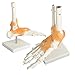 tinsay Human Foot Ankle Joint Model with Ligament Foot Skeleton Model with Ligament Foot Joint Anatomical Teaching Model Life Size