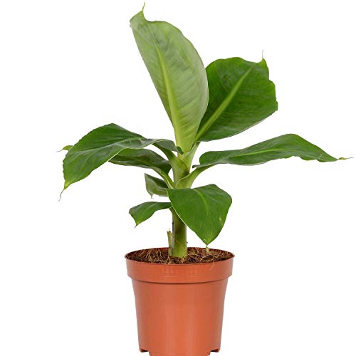 Musa Little Prince Live Banana Plant Fruit Tree Large 1 Gallon Size