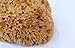 Natural Sea Sponge Sea Nature Brand 5-6 Inches Honeycomb Type for Body Bath and Face Cleaning ideal for Baby Bathing - Strong and Durable Guaranteed