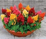 Park Seeds Rainbow Sherbert Celosia Flower