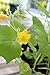 Backyard Safari Company Sunny-Side Up Gardens, Little Fresh Veggie Garden