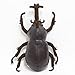 Hamee Giant Rhinoceros Beetle Plush Leather Insect Doll (11 inch)