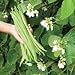 25 Moonlight Runner Bean Seeds By Seeds and Things Moonlight's vines can reach 10 feet high
