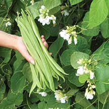 25 Moonlight Runner Bean Seeds By Seeds and Things Moonlight's vines can reach 10 feet high 25 Moonlight Runner Bean Seeds By Seeds and Things Moonlight's vines can reach 10 feet high