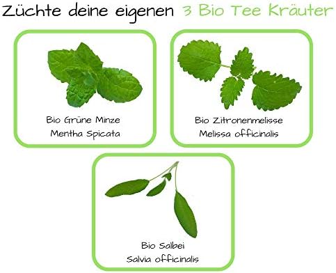 regalo Set de cultivo – Bio té hierbas Juego de plantas con 3 ...