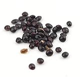 AmaranTeen - 1bag 30 Seeds Sweet Dwarf Blueberry Seeds Rare Fun 4-KIDS