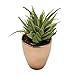 Small Faux Aloe Succulent in Rose Gold Ceramic Planter - 4 x 6 Inches - Marmeda Decor Potted Artificial Plant in Shiny Copper Glazed Pot - Global Modern Metallic Decor for Home or Office