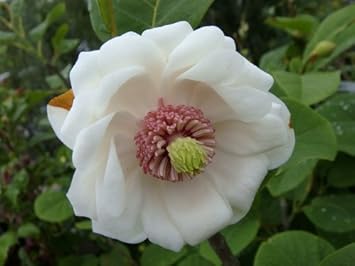 Amazon 八重咲きオオヤマレンゲ根巻き大苗 庭木 植木