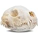 Raccoon Skull- Real Raccoon Skull Taxidermy, Made in The USA, an American Heritage Industries Product