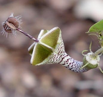 Swansgreen Ceropegia Woodii Seeds 100Pcs Flowers Seeds World's Rare Flower Garden Home Bonsai Parachute Ceropegia Haygarthii VAR. Distincta