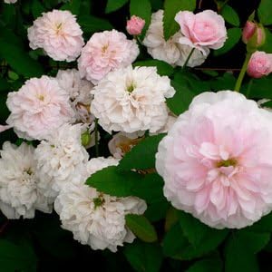 Amazon Co Jp バラ苗 花見小路 はなみこうじ 国産大苗6号スリット鉢 フロリバンダ Fl 四季咲き中輪 ピンク系 ｆ ｇローズ ホーム キッチン