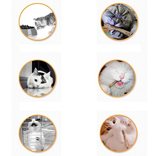 Cat Cleaning Teeth Pure Natural Catnip Pet Cat Molar Toothpaste Stick Silvervine Actinidia Fruit Matatabi Cat Snacks Sticks