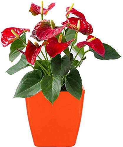 Airex 2 Inch Plastic Indoor Planter/Table top Planter/Plant Container (Pack of 1)