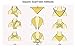 Persmileful Women's Fashion Soft Large Satin Square Chiffon Polyester Scarf Set Head Neck Multiuse Solid Colors Available (Navy)