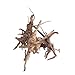 Yumian Fish Tank Wood Decorations - Wood Natural Trunk Driftwood Tree Aquarium Fish Tank Plant Stump Ornament Decor - 1 pcs Aquarium decoration for Fish Tank (Large/11.02
