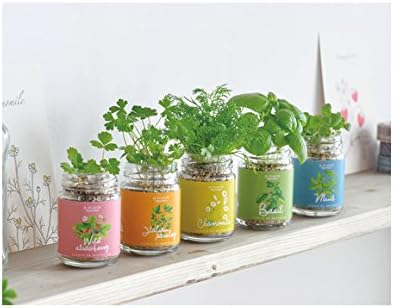 Amazon 栽培キット 栽培セット ハーブ Seishin 聖新陶芸 キッチンファームボトル ミント 観葉植物 インテリアグリーン Seishin 栽培キット