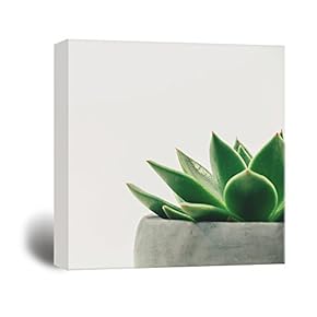 Succulent In Corner With Lush Leaves - Canvas Art