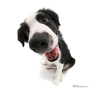 The Dog 2016. Broschürenkalender