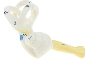 KESOTO 5: Magnified Human Ear Semicircular Canal Cochlear Teaching Model