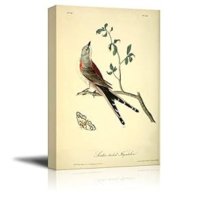 Beautiful Illustration of a Swallow Tailed Flycatcher by John James Audubon - Canvas Art Home Art - 12x18 inches