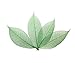 100 pcs Large Leaves Green Skeleton Leaves Rubber Tree Natural Scrapbooking Craft DIY Card Wedding