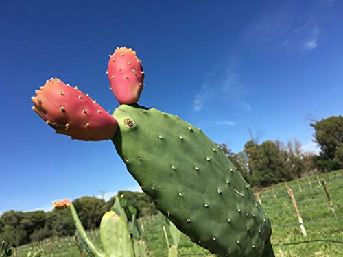 Matisa - Kaktusfeigenbrand - Obstbrand aus Namibia mit ausgereift fruchtiger Note (1 x 0,350 l) – Bild 3
