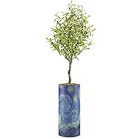 SIGNWIN Olive Tree with Illustrated Vincent Van Gogh Starry Night Vase Astronomy & Space Shapes Minimalism Zen Relax/Calm Multicolor Ultra for Living Room, Bedroom, Office - X-Large 5 Feet (60